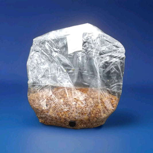 4lb Mushroom Grain Spawn - Albino Ultra Blend - Sterile Grain Bag for Cultivation (Milo, Millet, Cracked Corn)