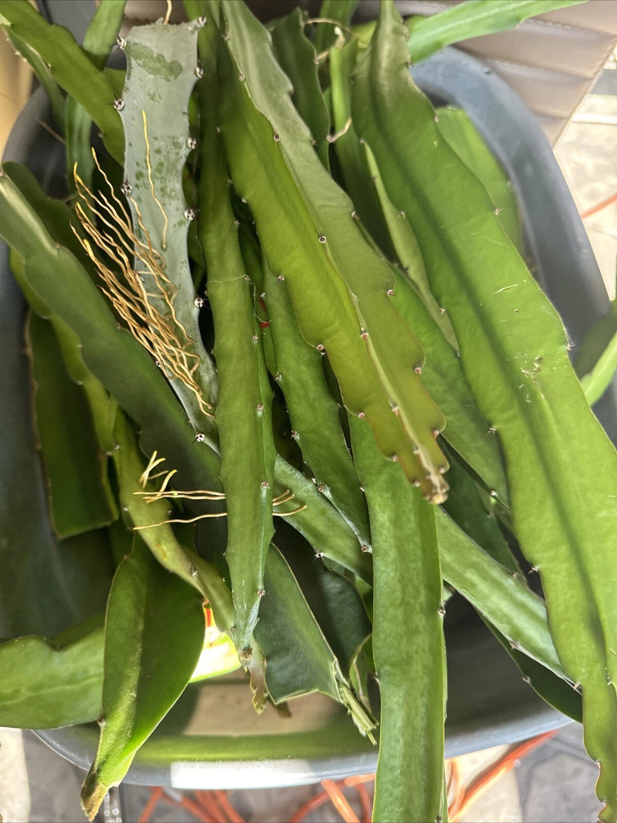 Dragon Fruit Cuttings 8-14 Inches - 4 Varieties - Hylocereus spp. - Assorted Dragon Fruit Collection