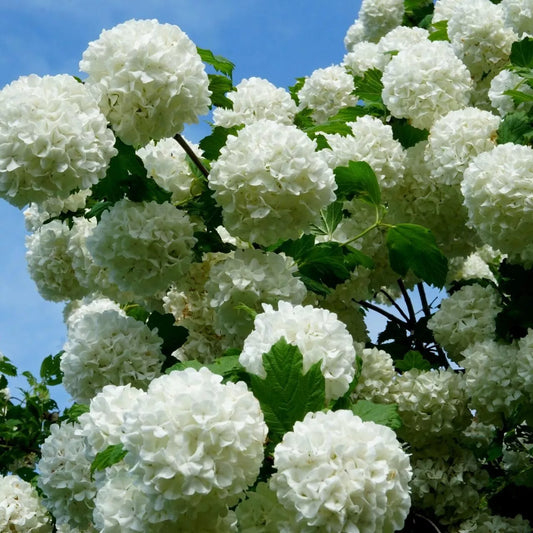 10 Snowball bush Unrooted cuttings Big spring fragrant White blooms