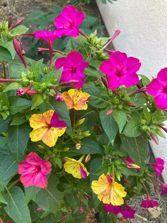 1pc Four O'Clock (Mirabilis jalapa) Bicolor (Pink / Yellow) Live Starter Plant