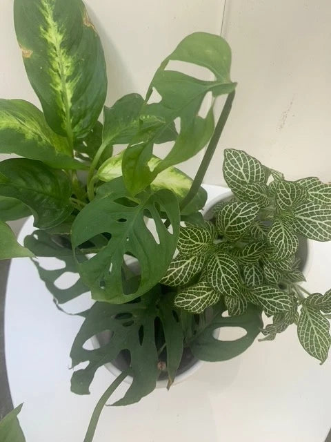Rooted Houseplant Bundle - Easy Care Indoor/Outdoor Variety - Perfect for Balcony Decoration - Ideal for Partial Sun