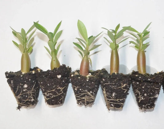5 Pack Desert Rose Plants, Adenium Obesum, 2 inch Tall, Mixed colors, Seedling