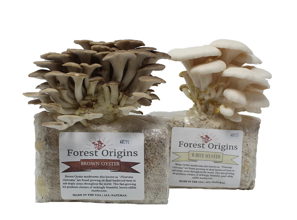 Oyster Mushroom Growing Kit Bundle - White & Brown Varieties - Pleurotus Ostreatus - Easy Indoor Edible Mushroom Farm
