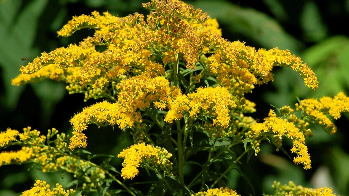 Goldenrod Root Plants Live Roots (12 Pack) - Solidago canadensis - Easy to Grow, Excellent Yellow Flowers, Full Sun, Zones 5-12