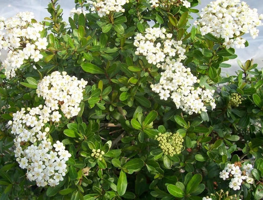 2pcs Viburnum Walter's Whorled Class Extra Large 3 Gallon Plants