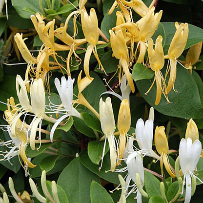 1PC LONICERA HONEYSUCKLE STARTER PLANT APPROX 8-12 INCH