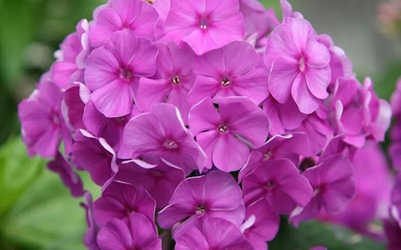 Phlox 'Purple Flame', 1 Gallon Pot Live Plant