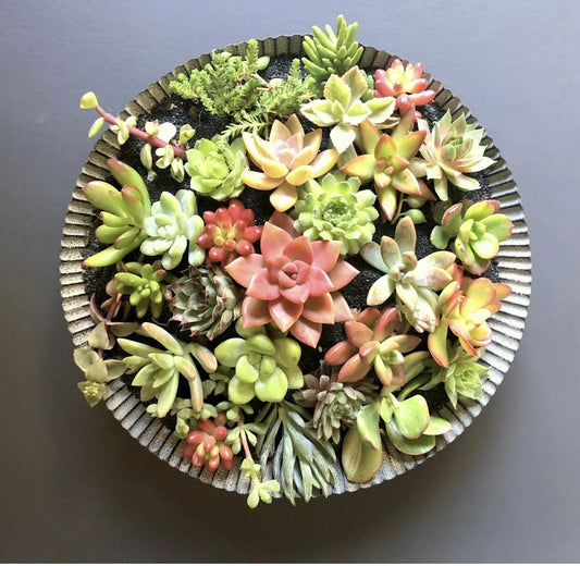 25 Succulent Cuttings - Colorful Varieties for Planting - Healthy & Fresh - Ideal for DIY Arrangements - Perfect for Cactus Lovers