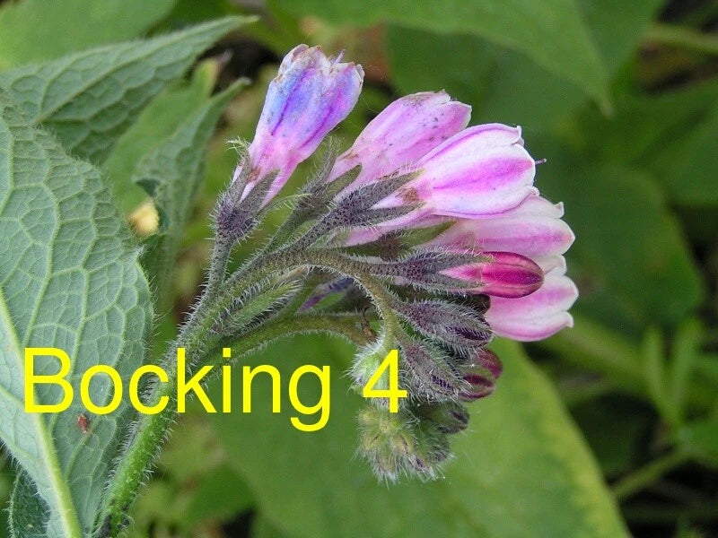 Russian Comfrey Live Root Cutting (1 Cutting) - Bocking 4 Cultivar - Symphytum x uplandicum - Organic Fertilizer Plant