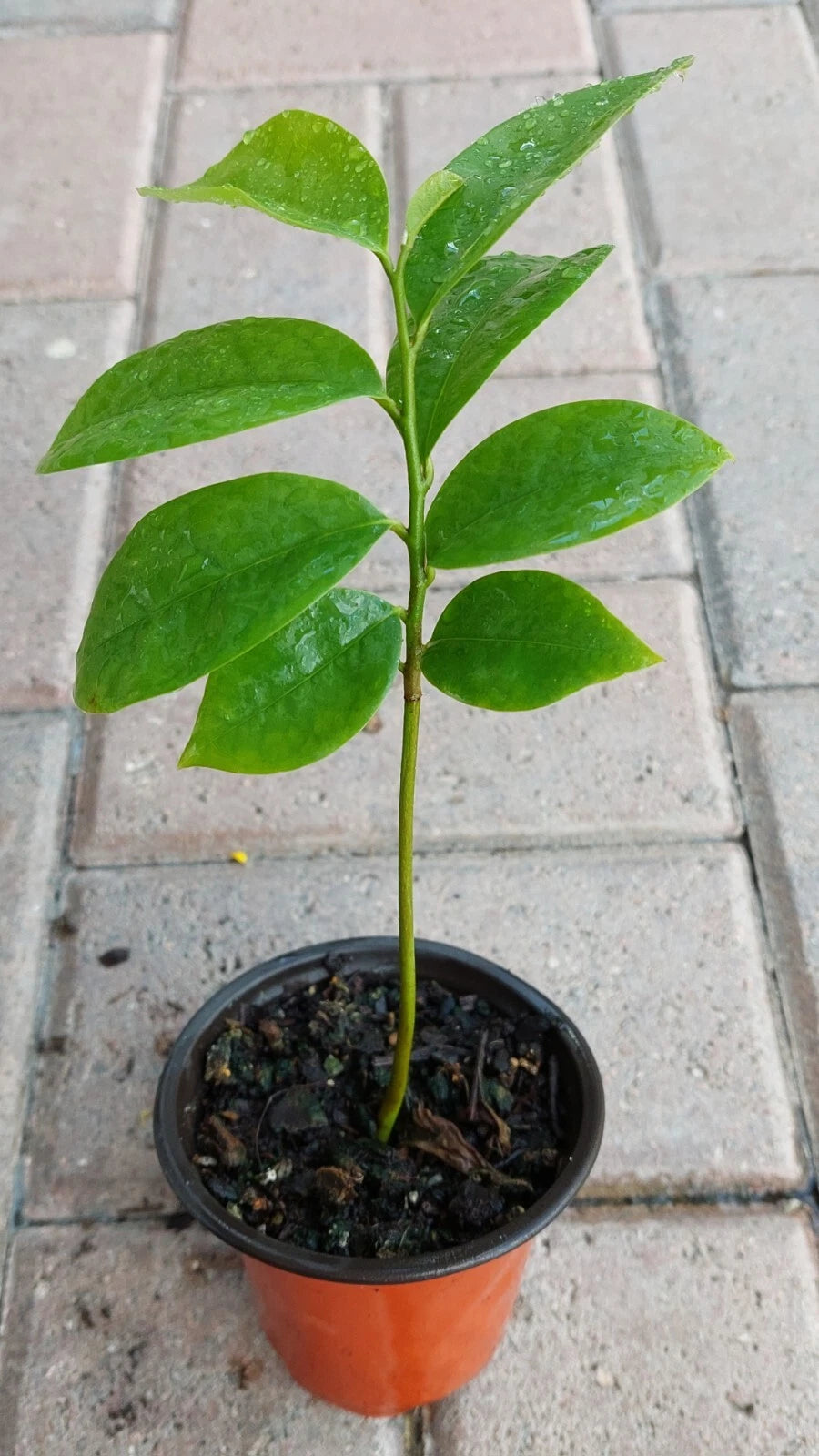 Soursop Live Plant in Pot - Annona Muricata - Graviola, Guanabana Seedling 5-6 Inches Tall - Tropical Fruit Tree