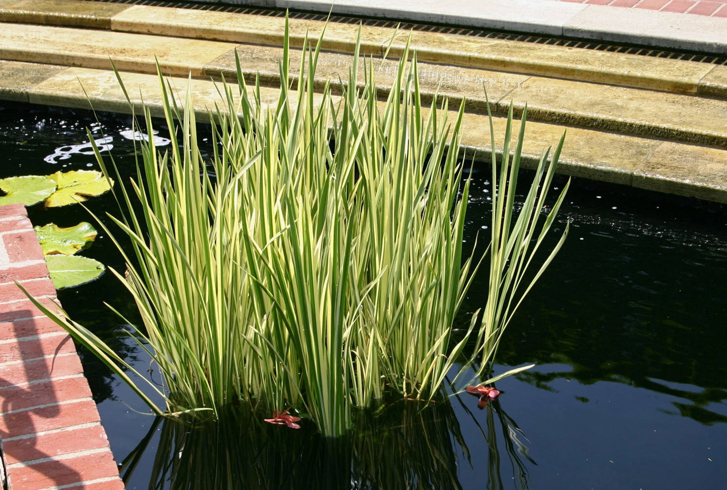 Cold Hardy Variegated Sweet Flag Aquatic Plant - 2 Gallon - Acorus calamus Variegatus - Ideal for Ponds & Water Gardens