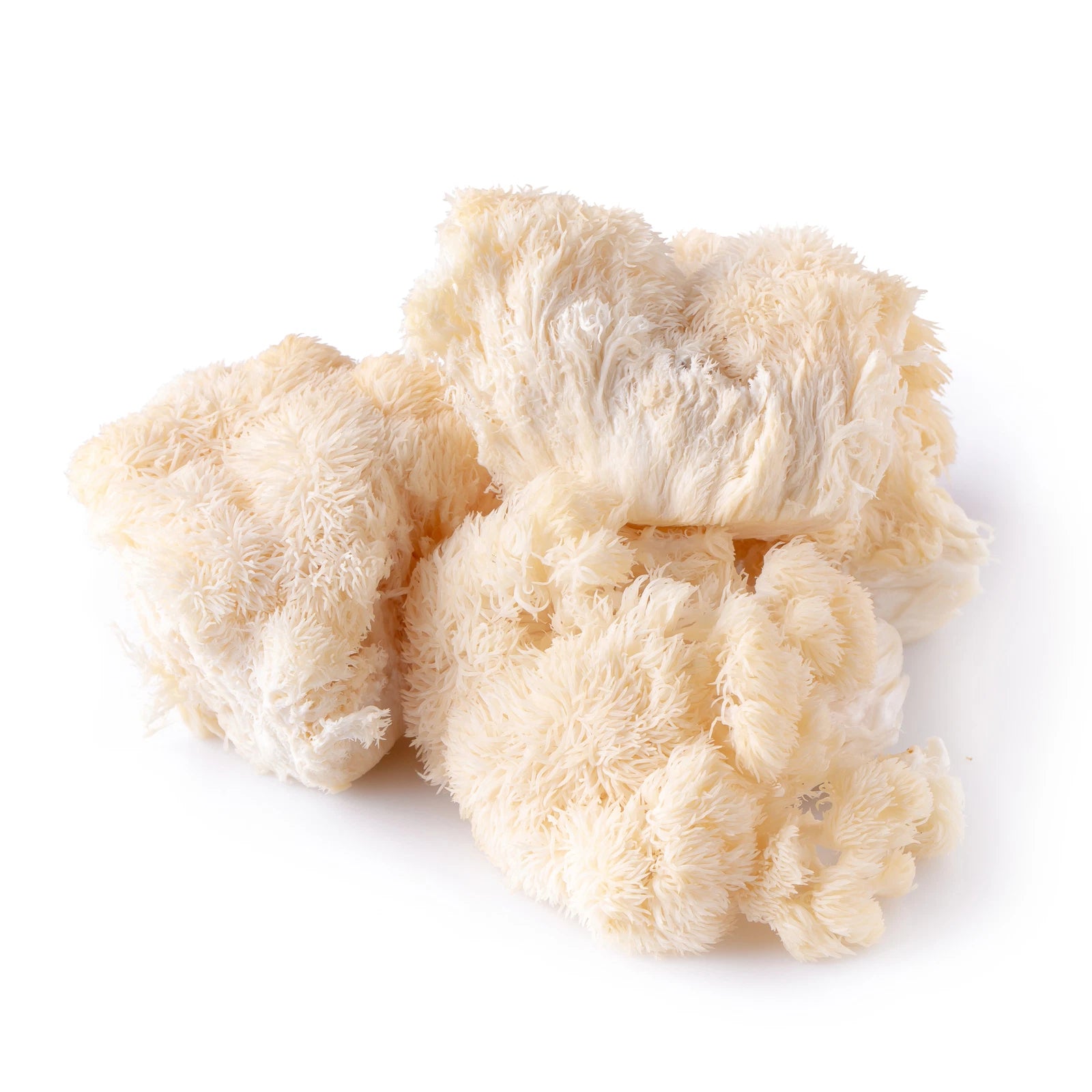 Lion's Mane Mushroom Grain Spawn 4lb Organic Rye Berries & Brown Rice (Hericium erinaceus) - Fast-Growing Mycelium