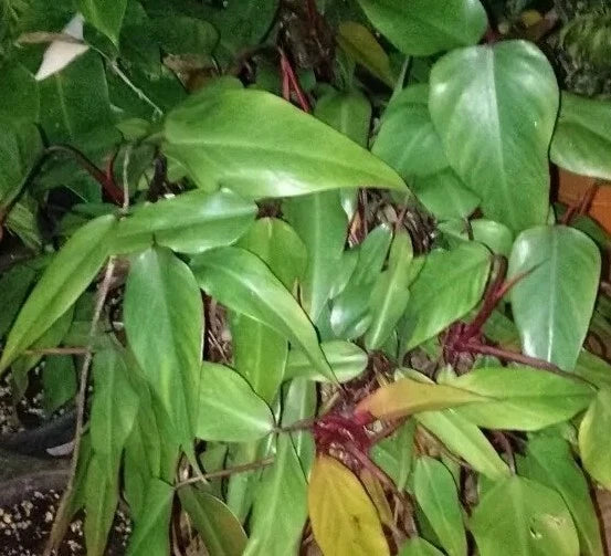 Fresh Strawberry Shake Philodendron Cuttings - 3 Pieces - Philodendron 'Strawberry Shake' - Bonus Included