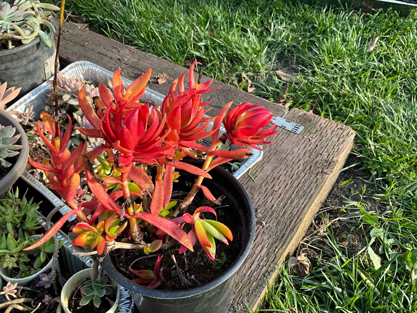 Crassula capitella 'Campfire' Succulent Cuttings - Orange Red Color - 3 Cuttings 3-4”