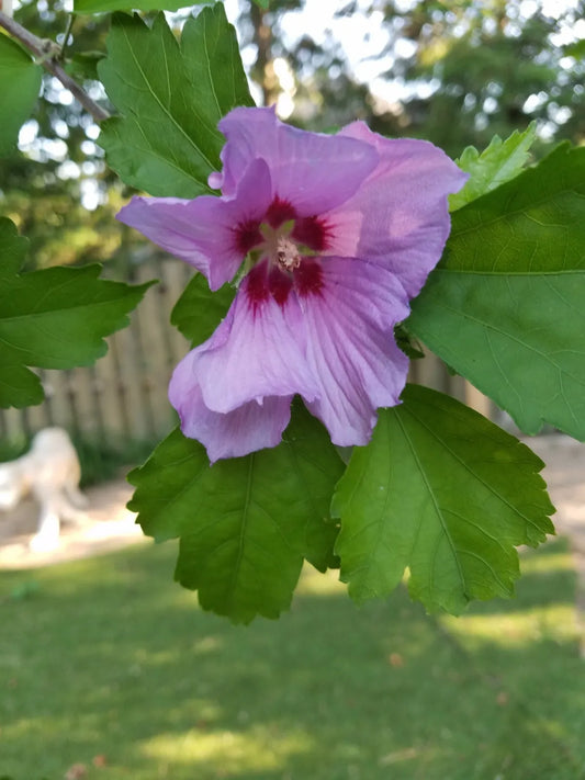 3 Rose Of Sharon Hibiscus Starter Bush Organic Live Plant w/ Roots Seedlings