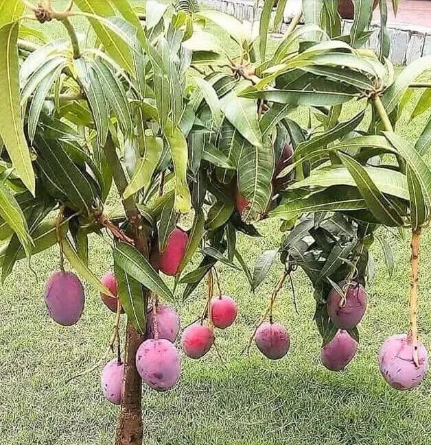 Mango Live Tropical Fruit Tree 7”- 9” in The Pot / Seeding Mango Live Plant