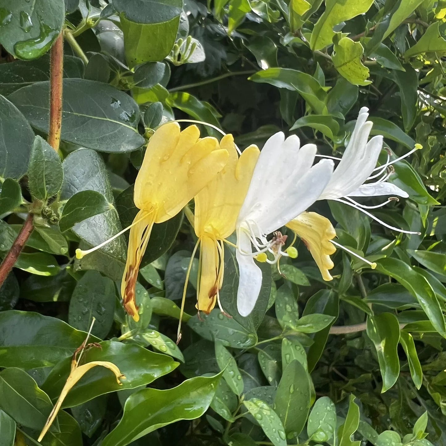 10 FRESH CUTTINGS Honeysuckle Japanese Vines Live Organic Plants White & Yellow