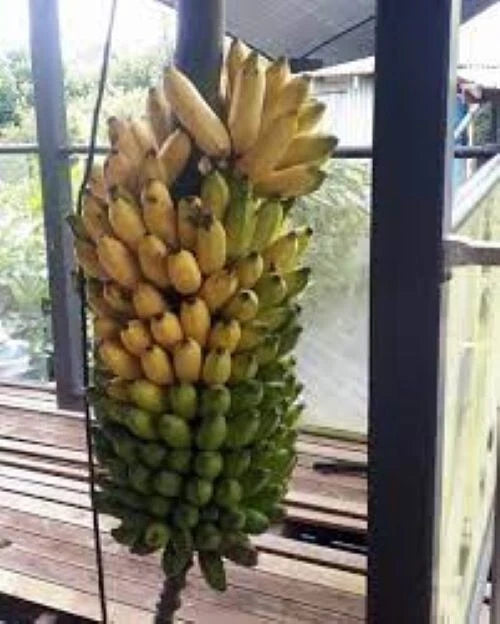 Pisang Ceylon Banana Tree - Small Rooted Starter Plant - Musa acuminata - Tropical Fruit, Lady Finger Banana, Easy Care