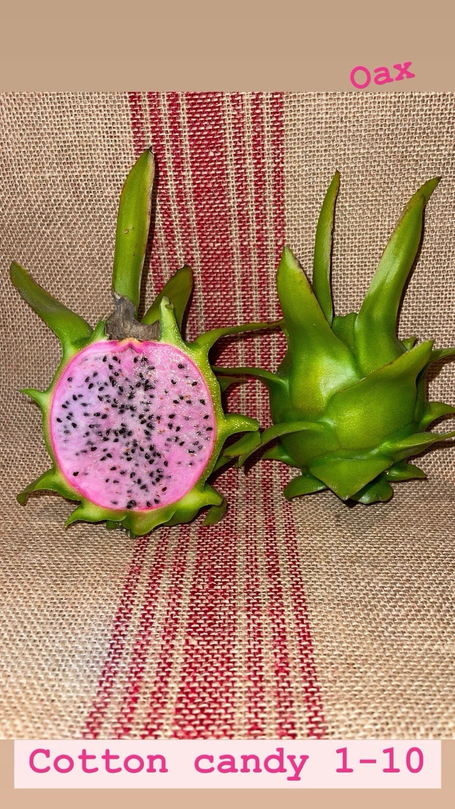 Cotton Candy Cuttings 15-18 Inch Long - Donovan's Cotton Candy (Gossypium hirsutum) Mature Plant Cuttings