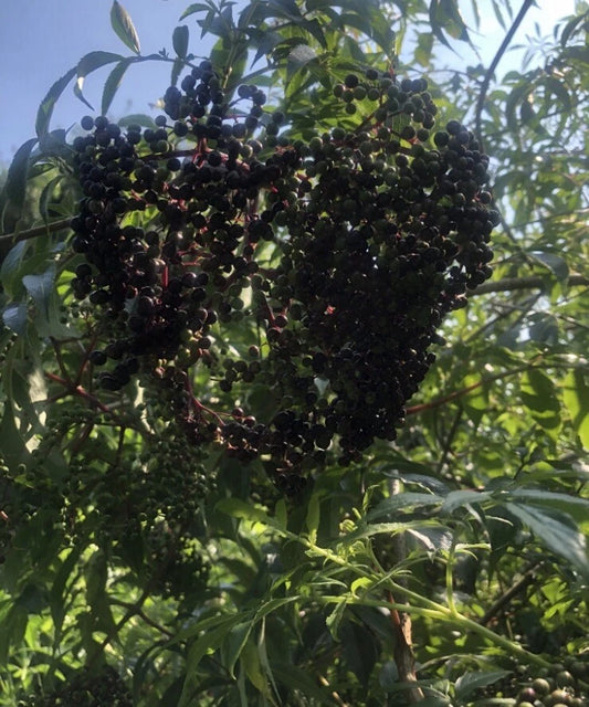 American Elderberry Cuttings - 12 Unrooted Edible Cuttings - Sambucus canadensis Adams/York