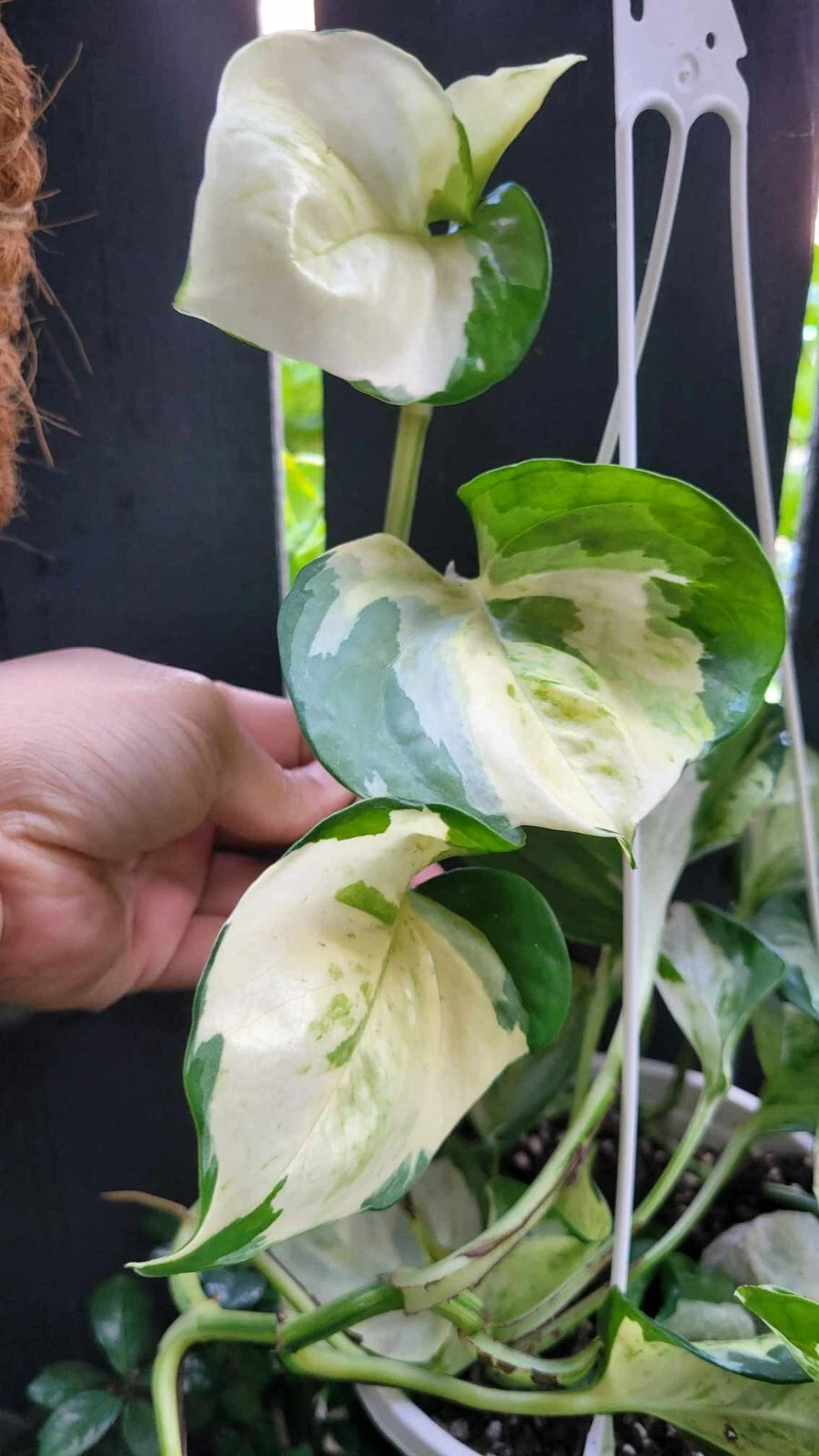 Manjula Pothos Cutting 3-Node Unrooted Variegated Harlequin Epipremnum aureum ‘Manjula’ for Plant Lovers