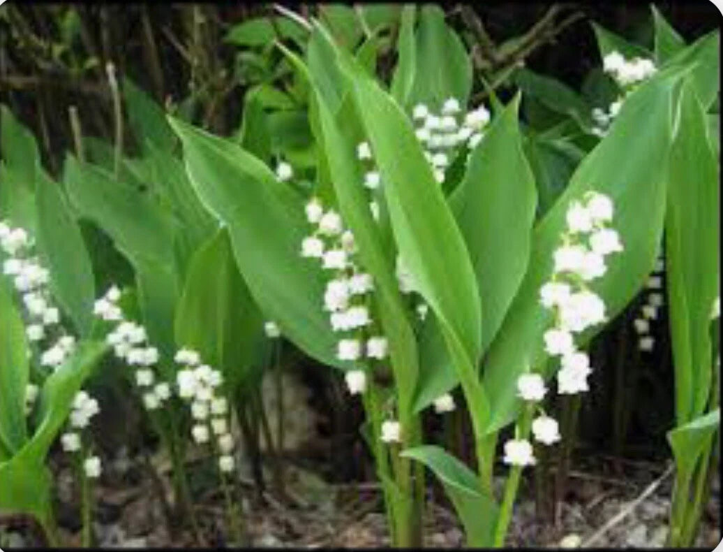 Lily of the Valley Bare Root Perennial Plants - 12+ Live Flowering Plants - Convallaria majalis - Hardy Garden Flowers