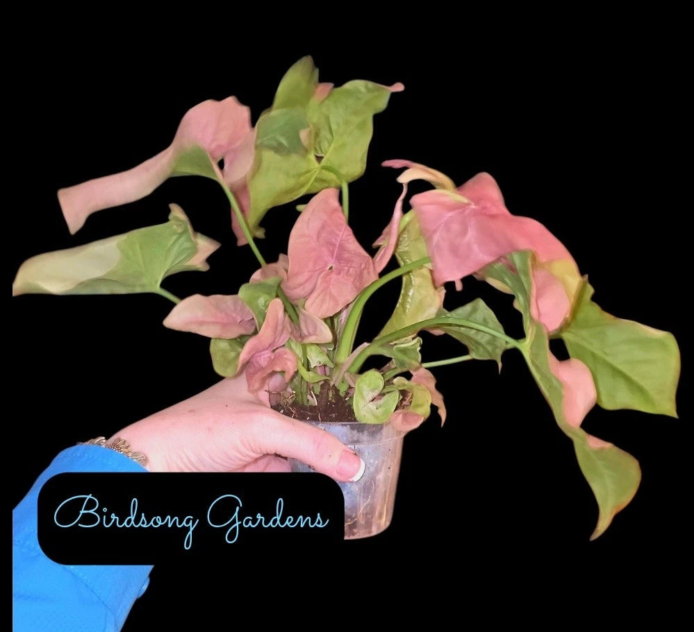 Neon Robusta Pink Syngonium Plant in 3" Pot - Rooted Indoor Houseplant - Syngonium podophyllum