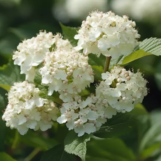 1pc Chicago Lustre Viburnum Shrub Live Plant 10-18" Tall Seedling