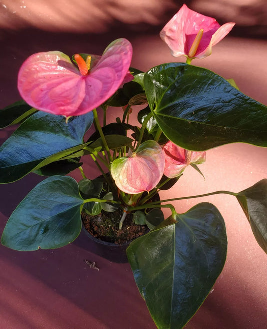 Anthurium Barbie Pink flamingo live plant 3" pot in bloom