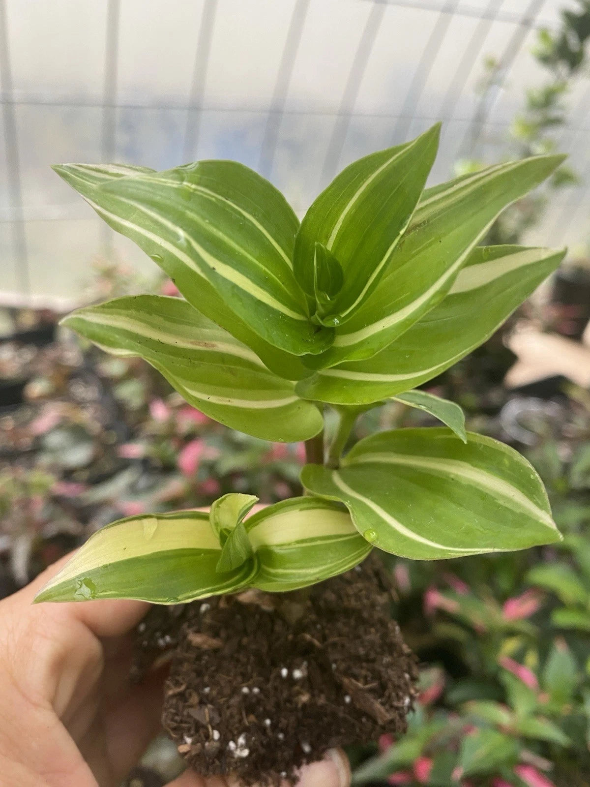 Rooted Cutting Tradescantia Fluminensis Live Houseplant - Bare Root Cutting for Easy Planting