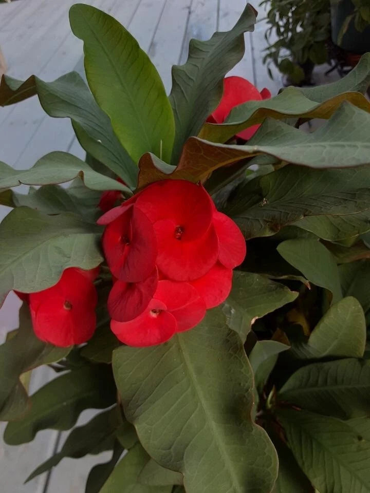 Red Crown of Thorns Cutting - Esqueje de Corona de Cristo Rojo - Euphorbia milii (No roots) for Home Gardening and Plant Lovers