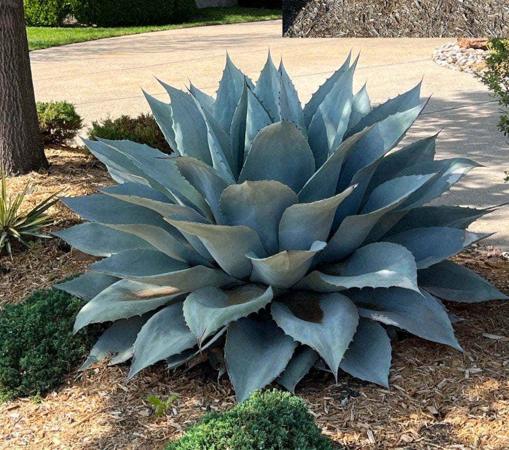 Whale's Tongue Century Plant Plug - Agave Ovatifolia Bare Root - Blue Succulent for Garden & Indoor Decor