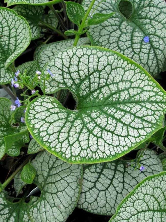 Brunnera 'Sea Heart' Live Starter Plant - Shade Perennial with Silver Heart-Shaped Leaves - 3-6” Tall - Free Shipping