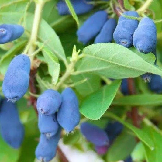 1PC Tundra Honeyberry Honeysuckle Plant Shrub Lonicera caerulea