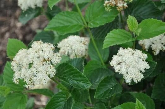 1pc Viburnum Lustre Glosy Chicago Selected For Its Upright Rounded Dense Habit Shrub