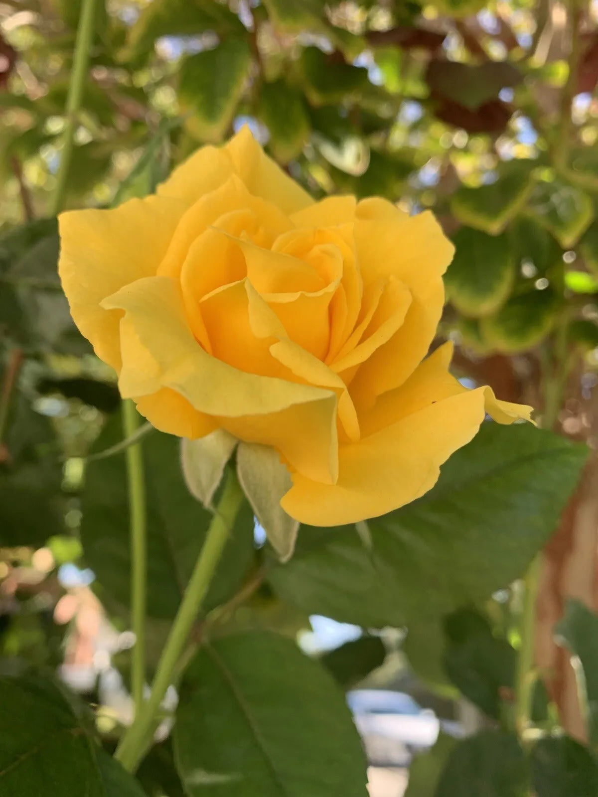 5 Stems for planting Radiant Perfume Rose Fragrant Large Yellow Rose