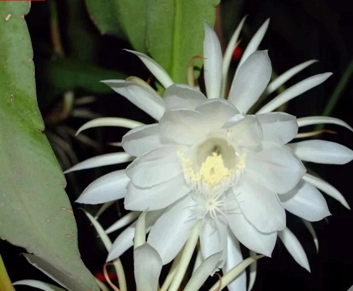 4" Epiphyllum Oxypetalum Cuttings, Queen of the Night, Orchid Cactus - Easy to Grow Night Blooming Cereus Plant