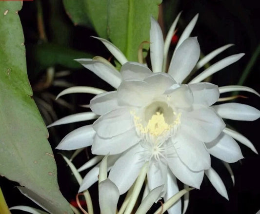 4" Epiphyllum Oxypetalum Cuttings, Queen of the Night, Orchid Cactus - Easy to Grow Night Blooming Cereus Plant