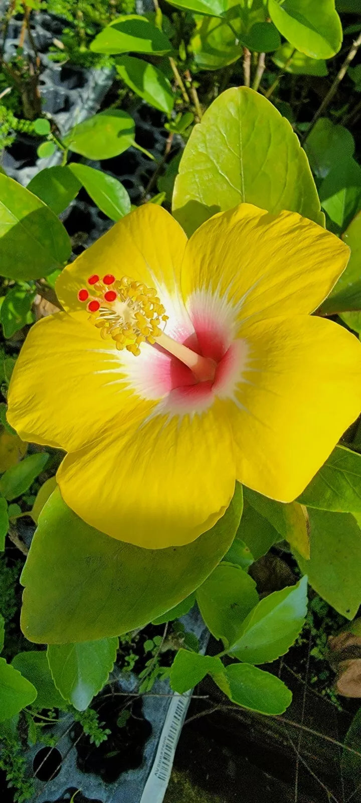 1PC STARTER LIVE PLANT 3 TO 5 INCHES TALL EXOTIC HAWAIIAN YELLOW HIBISCUS