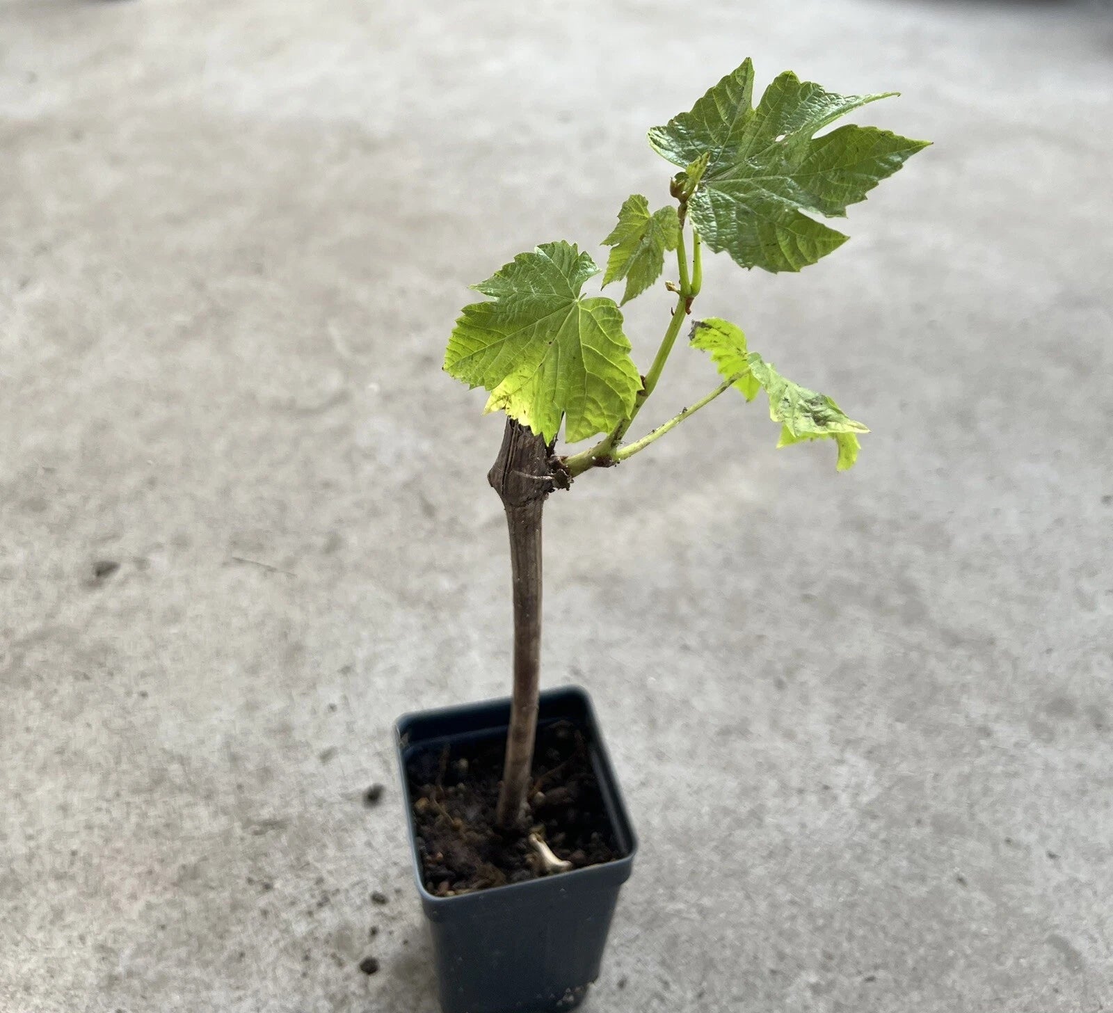 Sweet Seedless Green Grape Cutting Vine in Pot - Vitis vinifera - Live Plant Ready to Plant, Moisture-Wrapped Rooted Cutting