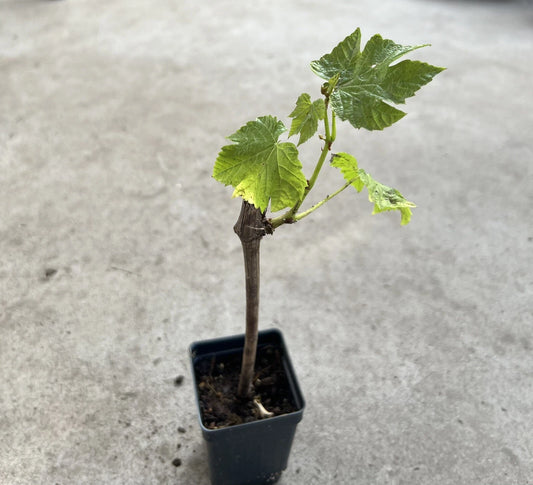 Sweet Seedless Green Grape Cutting Vine in Pot - Vitis vinifera - Live Plant Ready to Plant, Moisture-Wrapped Rooted Cutting