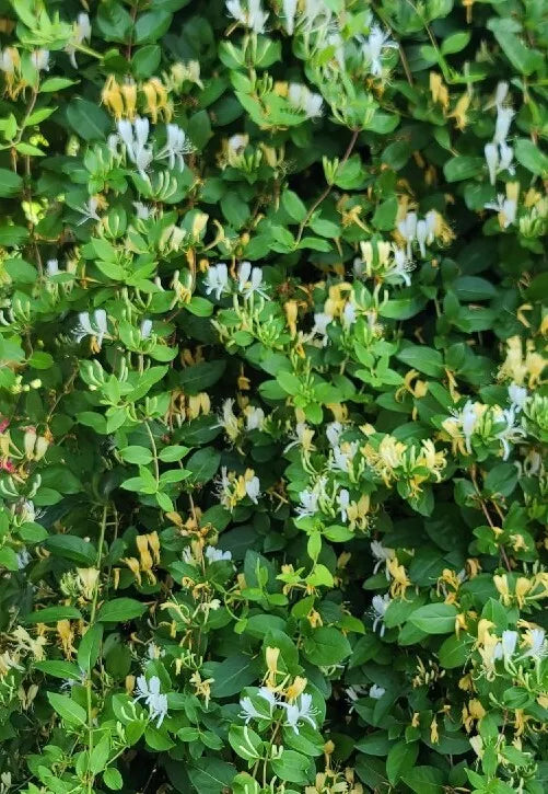 25 White & Yellow Japanese Honeysuckle Lonicera Cuttings 12"+ Vines No Roots