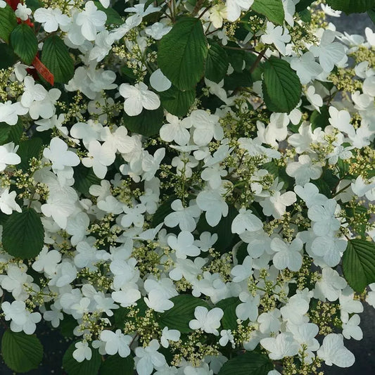 1pc Viburnum Doublefile Steady Eddy Garden Live Plant Proven Winners 4" Pot