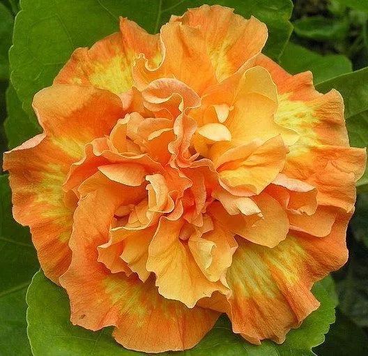 20 Double Yellow Orange Hibiscus Flower Seeds Perennial