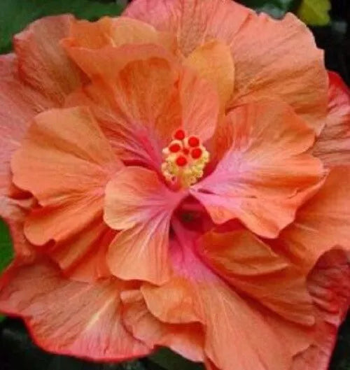 20 Double Orange Pink Hibiscus Seeds Flowers Perennial