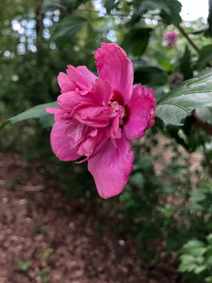 1 Magenta Chiffon Rose Of Sharon Live Plant With Roots