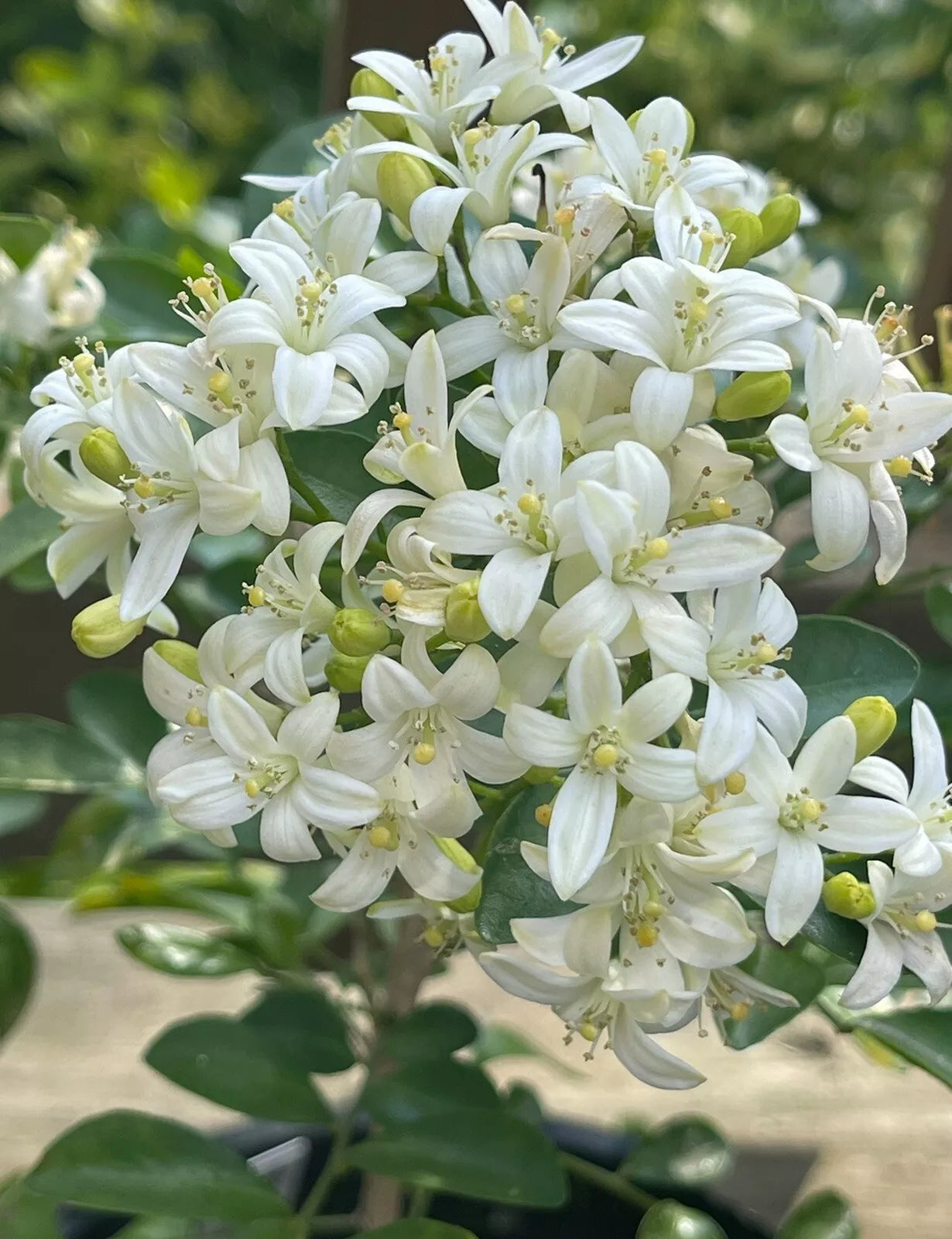 15 Seeds Orange Jasmine Seeds, Dwarf Orange Jasmine (Murraya paniculata)