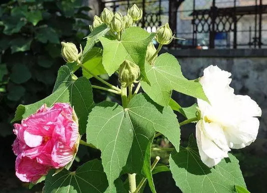 100 Seeds Hibiscus mutabilis Double Cotton Rose