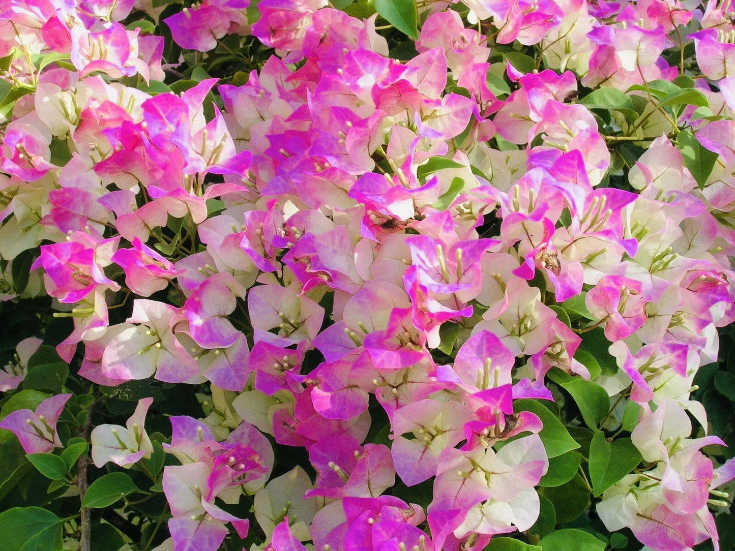 1 PC 3” POT RARE PINK BOUGAINVILLEA LIVE PLANT