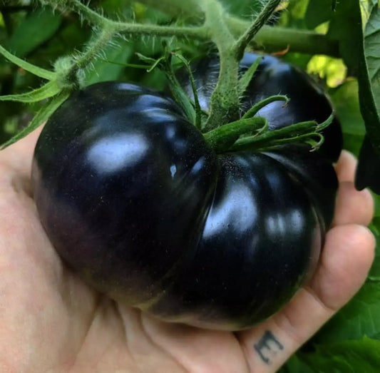 30+ Black Sea Man Tomato Seeds - Heirloom - Organic